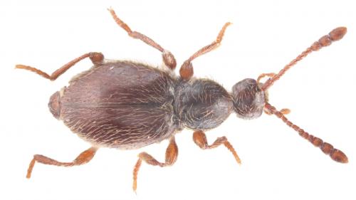 Scydmaenus tarsatus